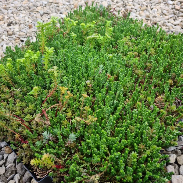 Sedum Modules - Image 2