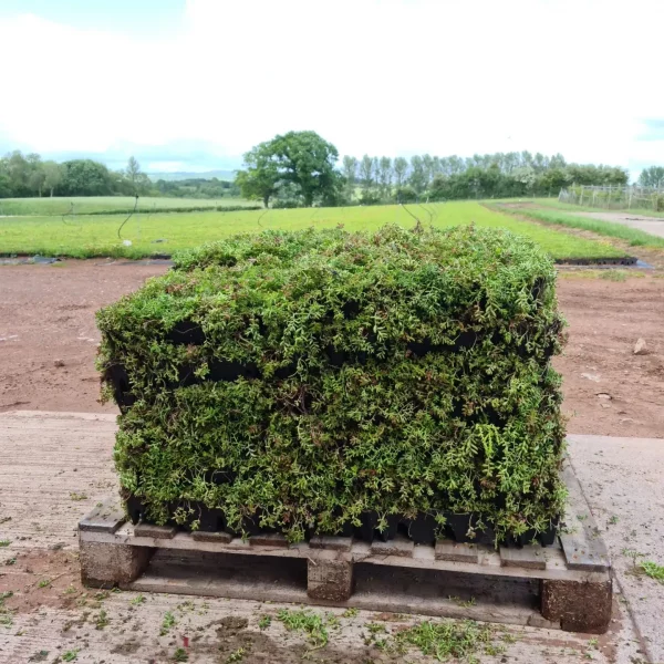 Sedum Modules - Image 3