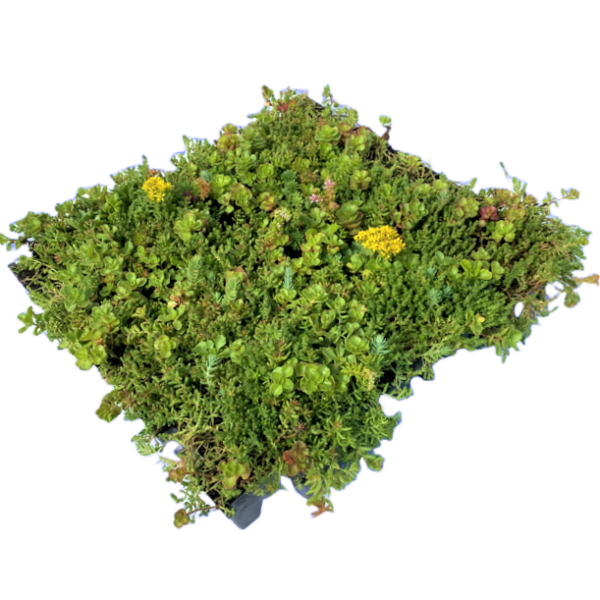 Sedum Modules