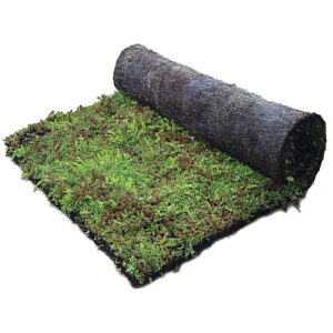 Sedum Matting