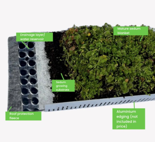 Sedum Matting - Image 2