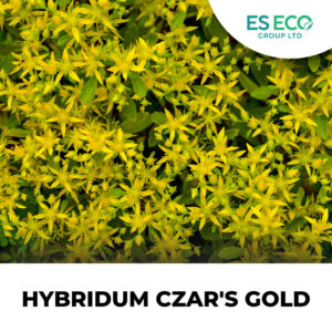 Hybridum Czar's Gold