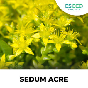 Sedum Acre