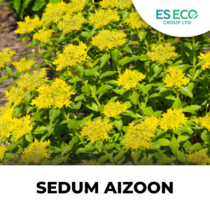 Sedum Aizoon