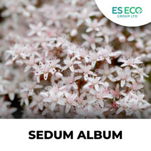 Sedum Album
