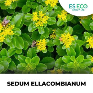 Sedum Ellacombianum