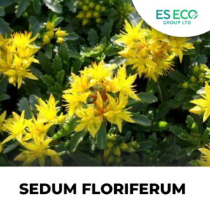 Sedum Floriferum