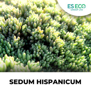 Sedum Hispanicum