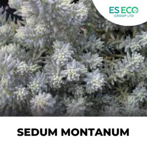 Sedum Montanum