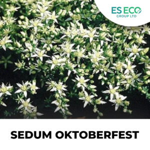 Sedum Oktoberfest