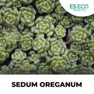 Sedum Oreganum