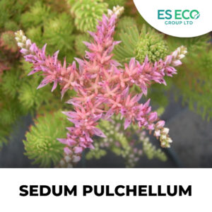 Sedum Pulchellum