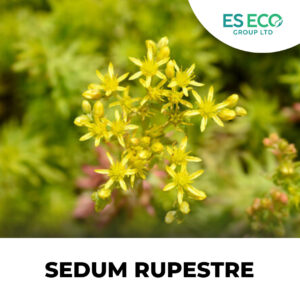 Sedum Rupestre