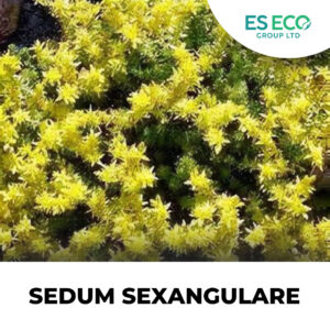 Sedum Sexangulare