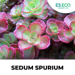 Sedum Spurium