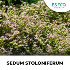 Sedum Stoloniferum