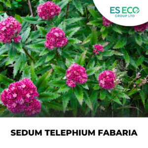 Sedum Telephium Fabaria